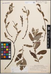 Foto von Salix cinerea L.